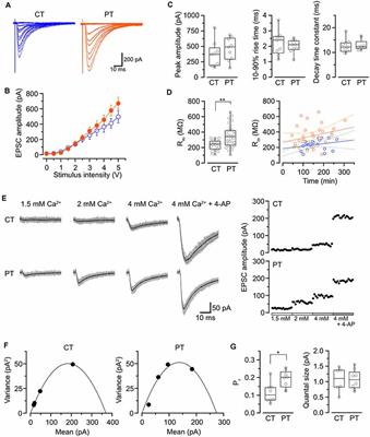 Advantages of Acute Brain Slices Prepared at Physiological Temperature in the Characterization of Synaptic Functions
